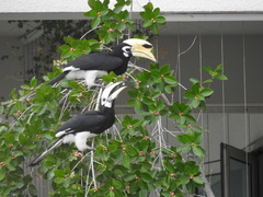 Anthracoceros albirostris