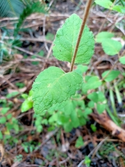 Tremandra stelligera
