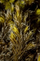 Racomitrium ericoides