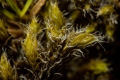Racomitrium ericoides