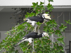 Anthracoceros albirostris