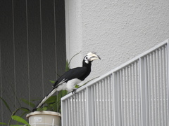 Anthracoceros albirostris