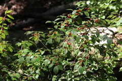 Ilex decidua