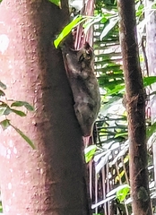 Galeopterus variegatus