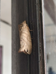 Lebeda nobilis