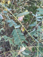 Sesbania vesicaria