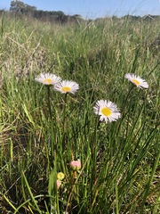 Allittia cardiocarpa