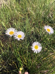 Allittia cardiocarpa