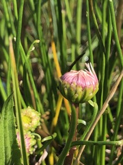 Allittia cardiocarpa