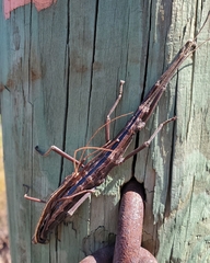 Anisomorpha buprestoides