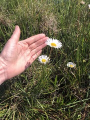 Allittia cardiocarpa