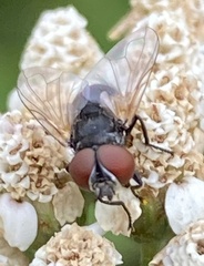 Calyptratae