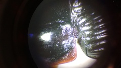 Harpalus pensylvanicus