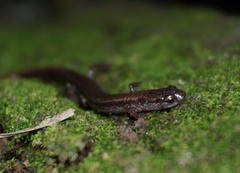 Eurycea quadridigitata