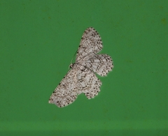 Catoria sublavaria