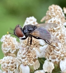 Calyptratae