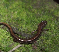 Eurycea quadridigitata