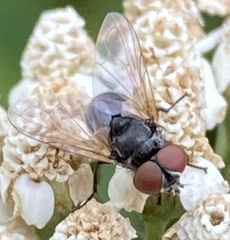 Calyptratae