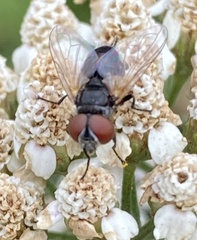 Calyptratae