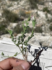 Polygalaceae