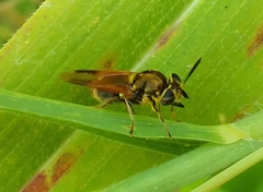 Hoplitimyia mutabilis