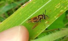 Hoplitimyia mutabilis