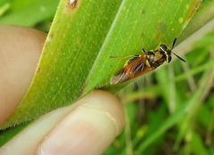 Hoplitimyia mutabilis