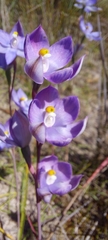 Thelymitra megcalyptra