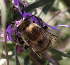 Anthophora walshii