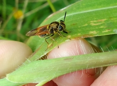 Hoplitimyia mutabilis