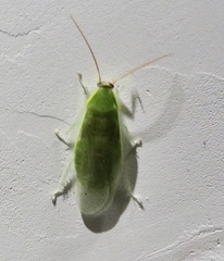Panchlora nivea