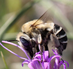 Anthophora walshii