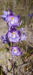 Thelymitra megcalyptra