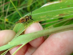 Hoplitimyia mutabilis