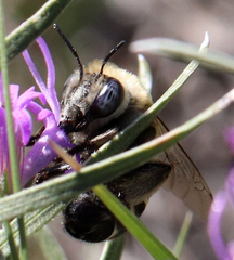 Anthophora walshii