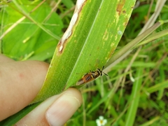 Hoplitimyia mutabilis