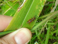 Hoplitimyia mutabilis