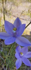 Thelymitra megcalyptra