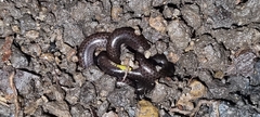 Epictia ater