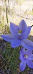 Thelymitra megcalyptra