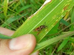 Hoplitimyia mutabilis