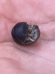 Holoverticata
