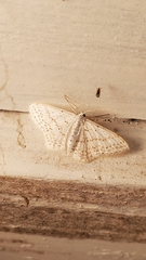 Idaea tacturata