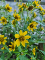 Bidens cernua
