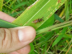 Hoplitimyia mutabilis