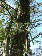 Epiphyllum phyllanthus