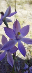 Thelymitra megcalyptra