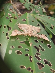 Krananda semihyalina