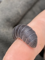 Holoverticata