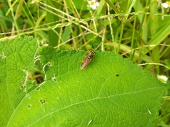 Hoplitimyia mutabilis